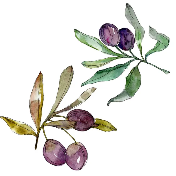 Olives Branches Green Leaves Botanical Garden Floral Foliage Watercolor Background — Stock Photo, Image