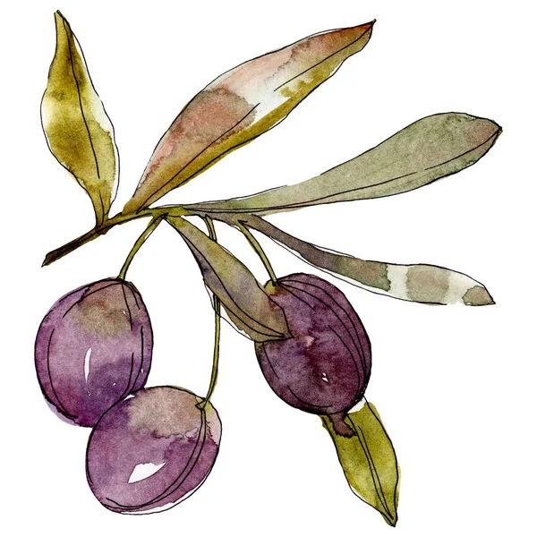 Olive Ramo Con Foglie Verdi Orto Botanico Fogliame Floreale Illustrazione — Foto Stock