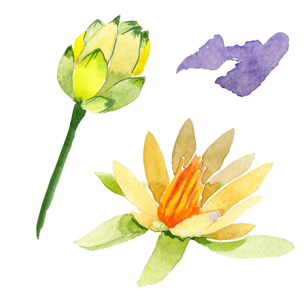 Yellow Lotus Flowers Isolated White Watercolor Background Illustration Watercolour Drawing — Stock Photo, Image