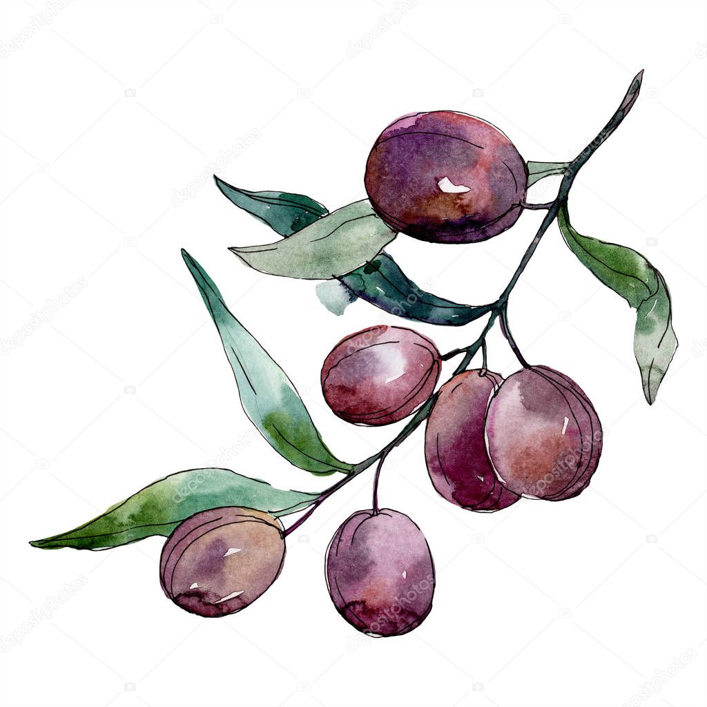 Olives on branch with green leaves. Botanical garden floral foliage. Isolated olives illustration element. Watercolor background illustration.