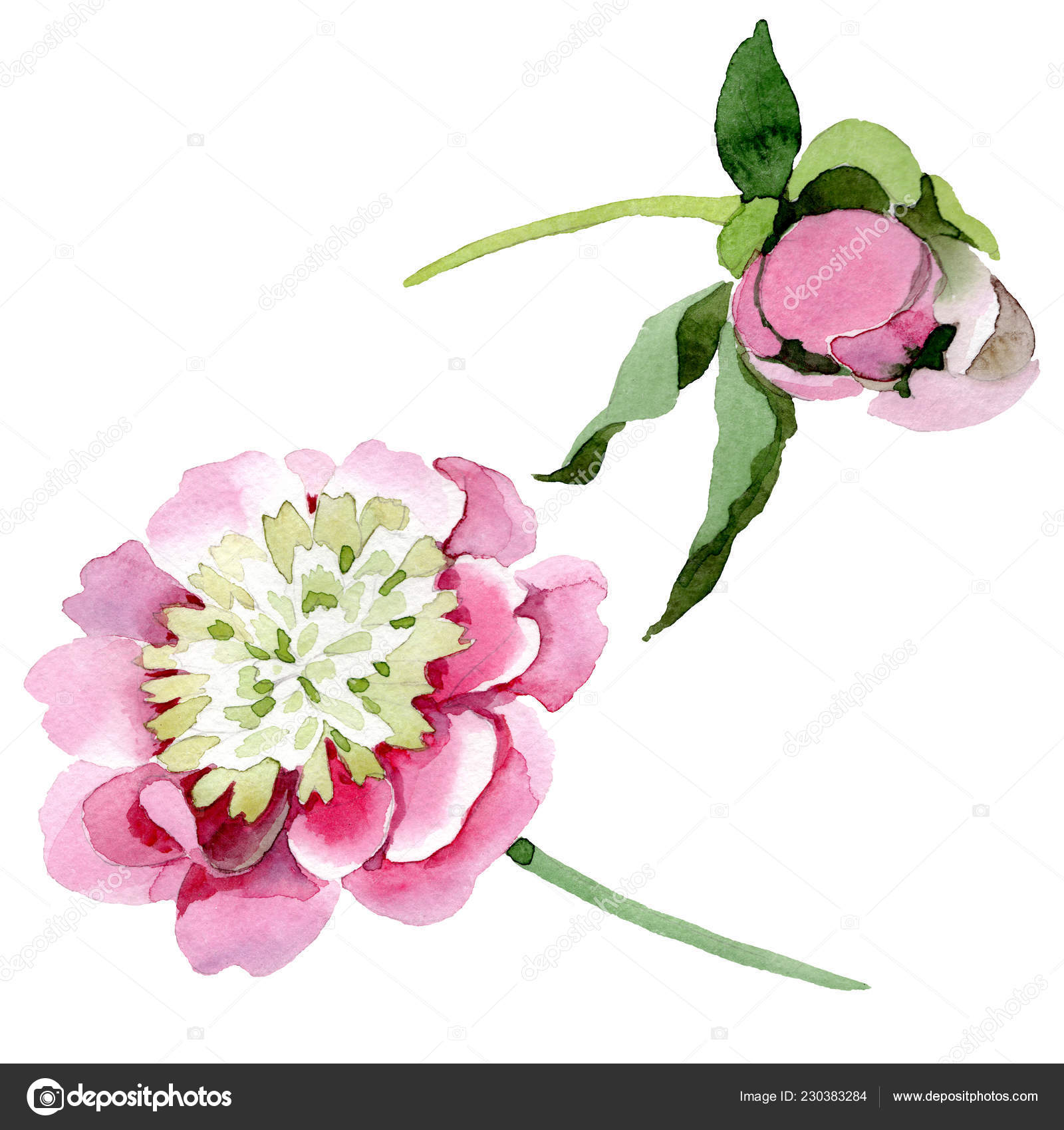 Beautiful Pink Peony Flowers Isolated White Background Watercolour Drawing  Fashion — Free Stock Photo © AndreYanush #230383284