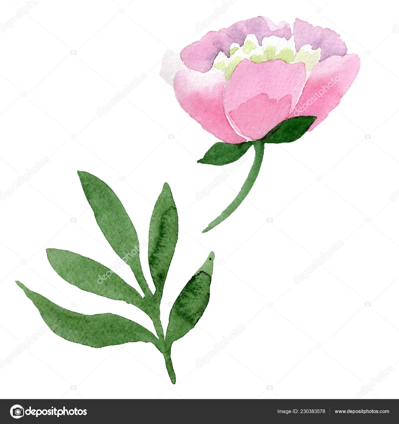 Beautiful Pink Peony Flower Isolated White Background Watercolour Drawing  Fashion — Free Stock Photo © AndreYanush #230383578