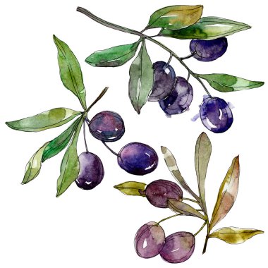 Zeytin dalları yeşil yaprakları ile üzerinde. Botanik Bahçe çiçek yaprakları. Suluboya arka plan illüstrasyon. Beyaz arka plan üzerinde izole moda aquarelle çizim suluboya.