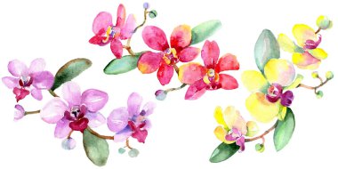 Beautiful orchid flowers with green leaves isolated on white. Watercolor background illustration. Watercolour drawing fashion aquarelle. Isolated orchids illustration element. clipart