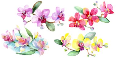 Güzel orkide çiçekleri beyaz izole yeşil yaprakları ile. Suluboya arka plan illüstrasyon. Suluboya çizim moda aquarelle. İzole orkide illüstrasyon öğesi.