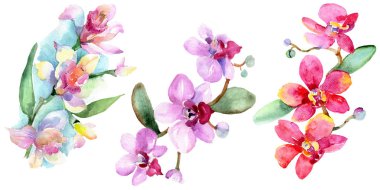 Güzel orkide çiçekleri beyaz izole yeşil yaprakları ile. Suluboya arka plan illüstrasyon. Suluboya çizim moda aquarelle. İzole orkide illüstrasyon öğesi.