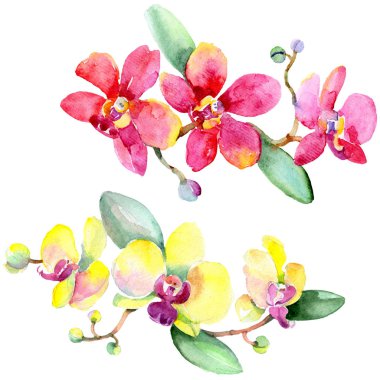 Güzel orkide çiçekleri beyaz izole yeşil yaprakları ile. Suluboya arka plan illüstrasyon. Suluboya çizim moda aquarelle. İzole orkide illüstrasyon öğesi.