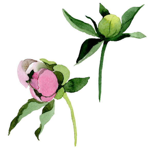 Beautiful pink peony flower and bud isolated on white background. Watercolour drawing fashion aquarelle. Isolated peony flower illustration element.
