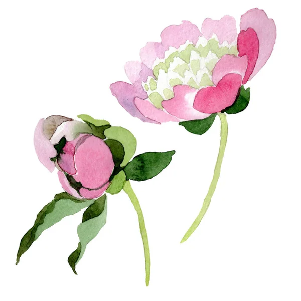 Hermosas Flores Peonía Rosa Aisladas Sobre Fondo Blanco Acuarela Dibujo — Foto de Stock