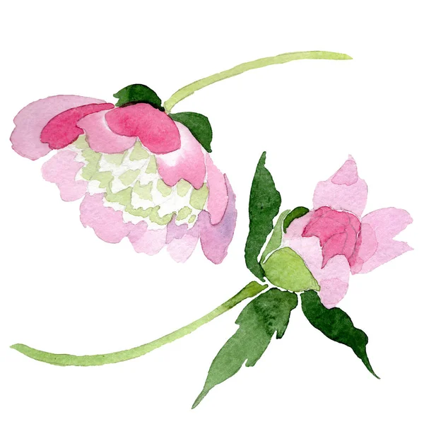 Belles Fleurs Pivoine Rose Isolées Sur Fond Blanc Aquarelle Dessin — Photo gratuite