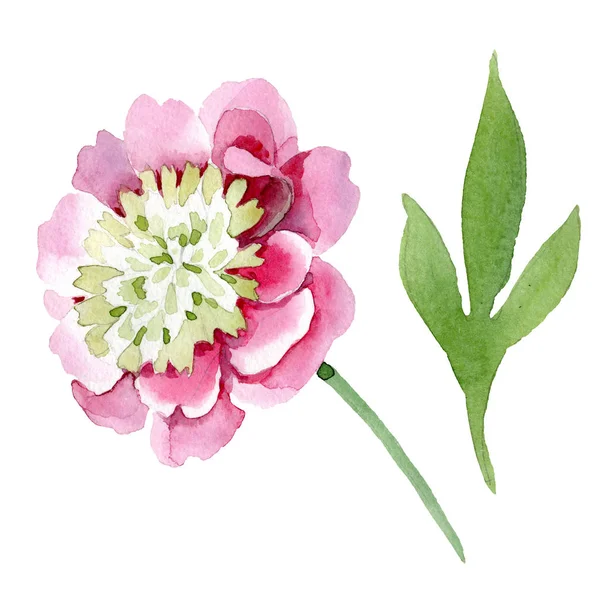 Mooie Roze Pioen Bloem Geïsoleerd Een Witte Achtergrond Aquarel Tekenen — Stockfoto