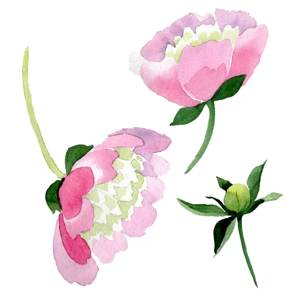 Hermosas Flores Peonía Rosa Aisladas Sobre Fondo Blanco Acuarela Dibujo — Foto de Stock