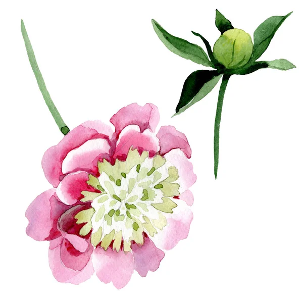 Hermosa Flor Peonía Rosa Brote Aislado Sobre Fondo Blanco Acuarela — Foto de Stock