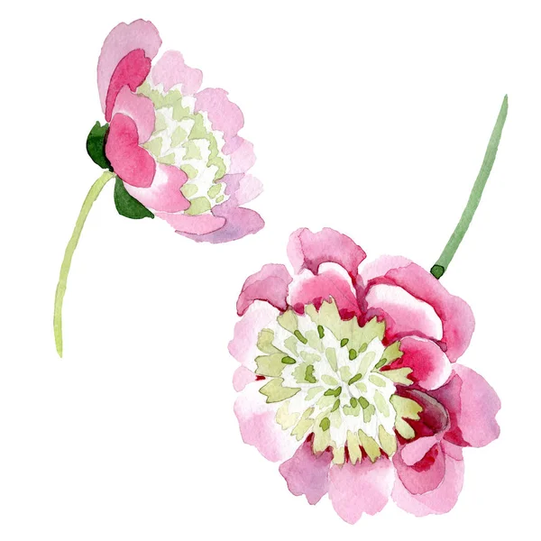 Hermosas Flores Peonía Rosa Aisladas Sobre Fondo Blanco Acuarela Dibujo — Foto de stock gratis