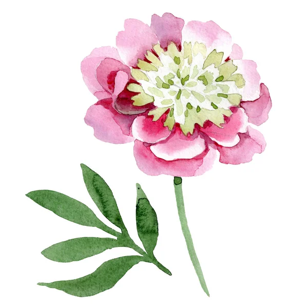 Hermosa Flor Peonía Rosa Aislada Sobre Fondo Blanco Acuarela Dibujo — Foto de stock gratis