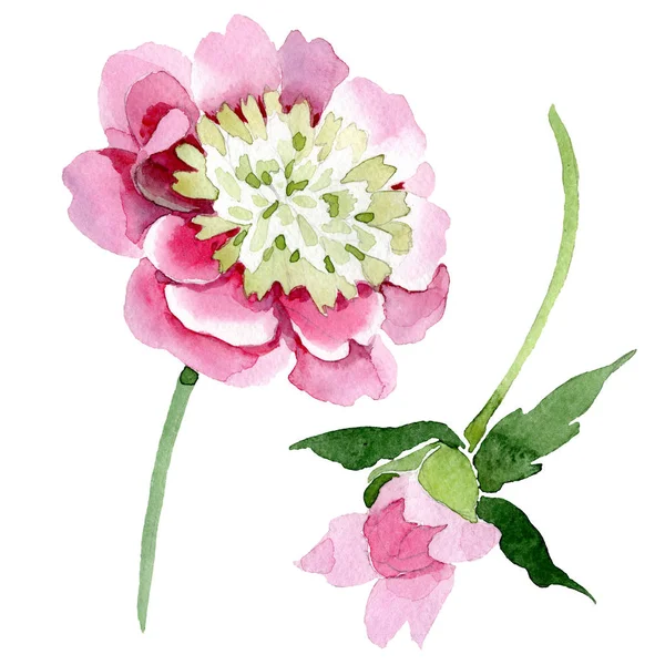 Hermosas Flores Peonía Rosa Aisladas Sobre Fondo Blanco Acuarela Dibujo — Foto de stock gratis