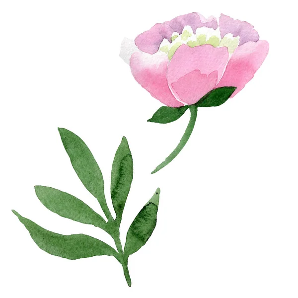 Beautiful Pink Peony Flower Isolated White Background Watercolour Drawing Fashion — Free Stock Photo