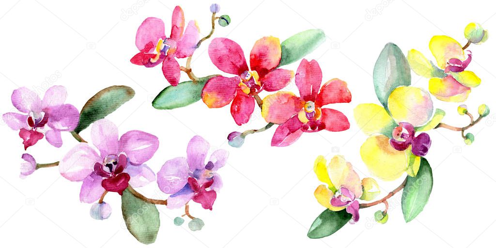 Beautiful orchid flowers with green leaves isolated on white. Watercolor background illustration. Watercolour drawing fashion aquarelle. Isolated orchids illustration element.