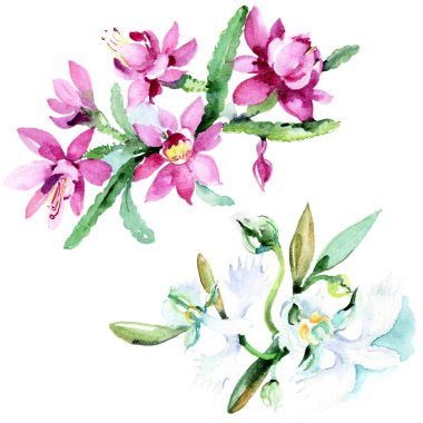Beyaz arka plan üzerinde güzel suluboya çiçek. Suluboya çizim aquarelle illüstrasyon. İzole buket çiçek çizim öğesi.