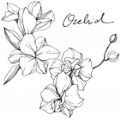 Nádherné květy orchidejí. Černá a bílá vyryto inkoust umění. Prvek ilustrace izolované orchideje na bílém pozadí.