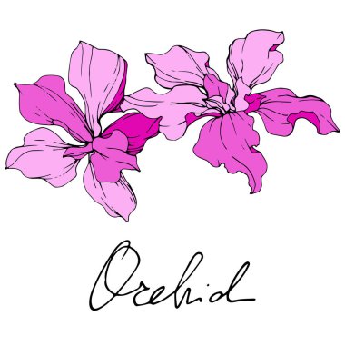 Güzel pembe orkide çiçekler mürekkep sanat kazınmış. İzole orkide illüstrasyon öğe beyaz arka plan üzerinde.