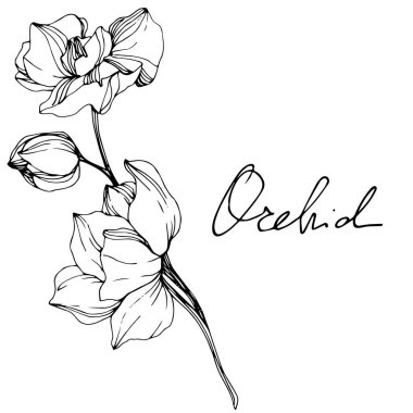 Güzel siyah ve beyaz orkide çiçekler mürekkep sanat kazınmış. İzole orkide illüstrasyon öğe beyaz arka plan üzerinde.