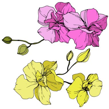 Beautiful pink and yellow orchid flowers. Engraved ink art. Orchids illustration element on white background. clipart
