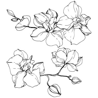 Güzel orkide çiçekler. Siyah ve beyaz mürekkep sanat kazınmış. İzole orkide illüstrasyon öğe beyaz arka plan üzerinde.