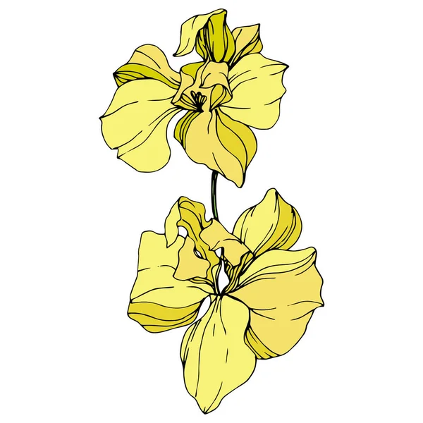 Beautiful yellow orchid flowers isolated on white. Yellow isolated orchids illustration element on white background.