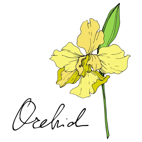 Mooie Gele Orchidee Bloem Geïsoleerd Wit Gele Geïsoleerde Orchidee Afbeelding — Stockvector
