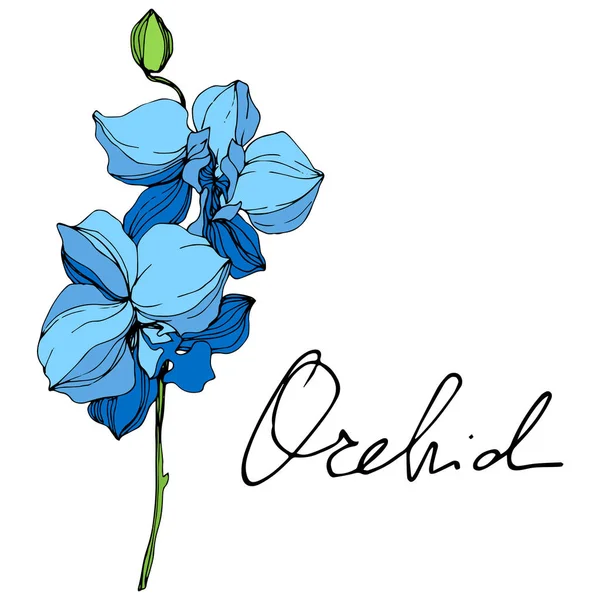 Hermosas Flores Orquídea Azul Grabado Arte Tinta Elemento Ilustración Orquídeas — Archivo Imágenes Vectoriales