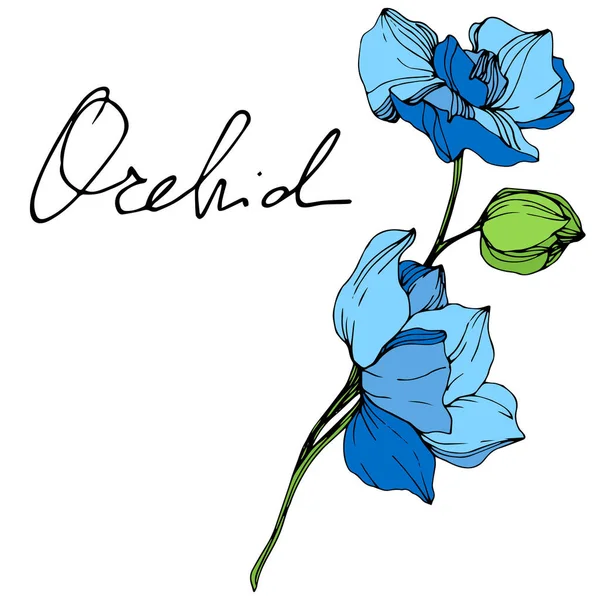 Vackra Blå Orkidé Blommor Graverade Bläck Konst Isolerade Orkidéer Illustration — Stock vektor