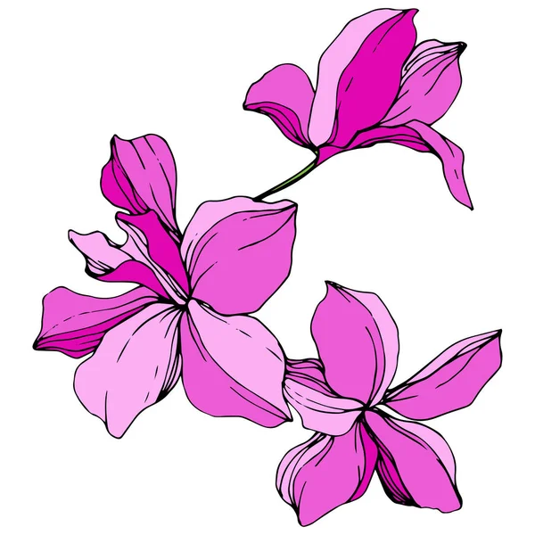 Mooie Roze Orchideeën Roze Gegraveerde Inkt Art Geïsoleerde Orchideebloemen Illustratie — Stockvector