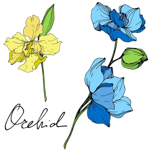 Lindas Flores Orquídeas Azuis Amarelas Gravadas Arte Tinta Elemento Ilustração —  Vetores de Stock