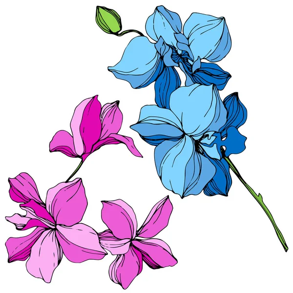 Hermosas Flores Orquídea Azul Rosa Grabado Arte Tinta Elemento Ilustración — Vector de stock