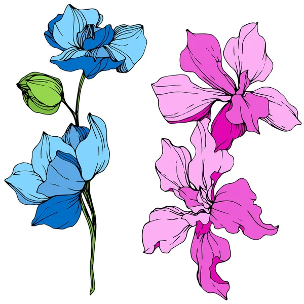 Hermosas Flores Orquídea Azul Rosa Grabado Arte Tinta Elemento Ilustración — Vector de stock