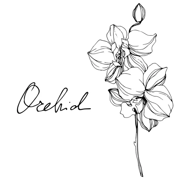 Hermosas Flores Orquídea Blanco Negro Grabado Arte Tinta Elemento Ilustración — Archivo Imágenes Vectoriales