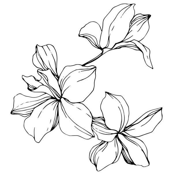 Hermosas Flores Orquídea Blanco Negro Grabado Arte Tinta Elemento Ilustración — Vector de stock