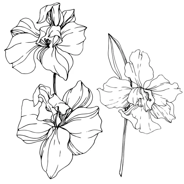 Belles Fleurs Orchidée Noir Blanc Gravé Art Encre Elément Illustration — Image vectorielle