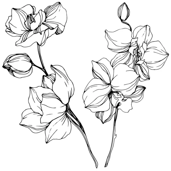 Hermosas Flores Orquídea Blanco Negro Grabado Arte Tinta Elemento Ilustración — Vector de stock