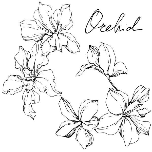 Mooie Zwart Wit Orchideebloemen Gegraveerd Inkt Kunst Geïsoleerde Orchideeën Illustratie — Stockvector