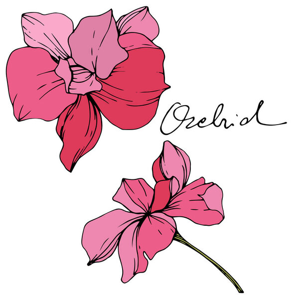 Beautiful pink orchid flowers. Engraved ink art. Orchids illustration element on white background.