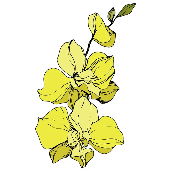 Mooie Gele Orchidee Bloemen Gegraveerde Inkt Art Geïsoleerde Orchideeën Illustratie — Stockvector