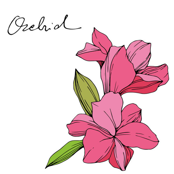 Beautiful pink orchid flowers. Engraved ink art. Orchids illustration element on white background.