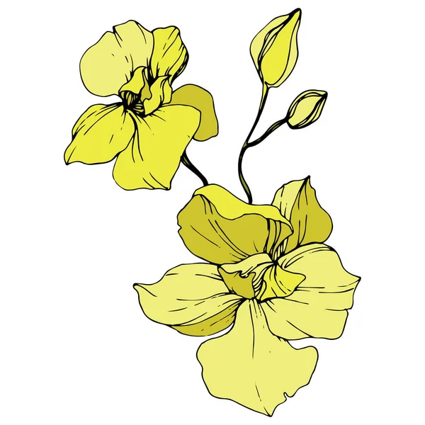 Beautiful yellow orchid flowers. Engraved ink art. Isolated orchids illustration element on white background.