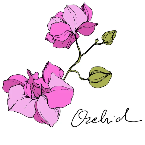 Beautiful Pink Orchid Flowers Engraved Ink Art Orchids Illustration Element — Stock Vector