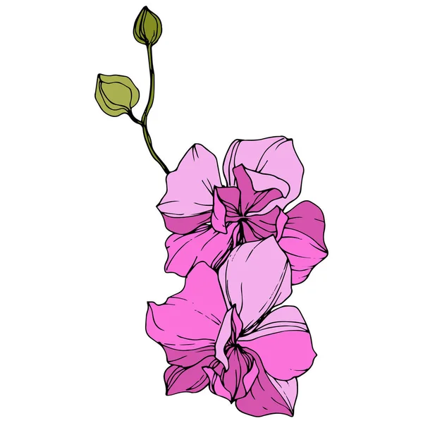 Hermosas Flores Orquídea Rosa Arte Tinta Grabada Elemento Ilustrativo Orquídeas — Vector de stock