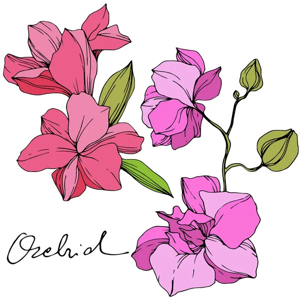 Vackra Rosa Orkidé Blommor Graverade Bläck Konst Orkidéer Illustration Element — Stock vektor