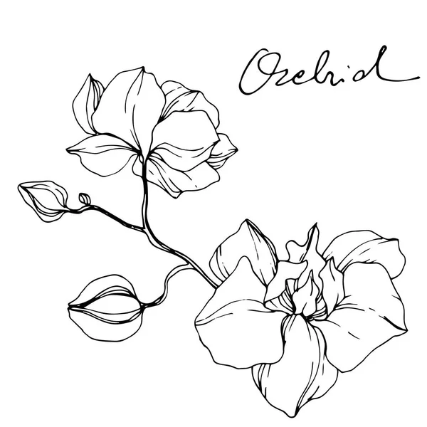 Hermosas Flores Orquídea Tinta Grabada Blanco Negro Elemento Ilustración Orquídeas — Vector de stock