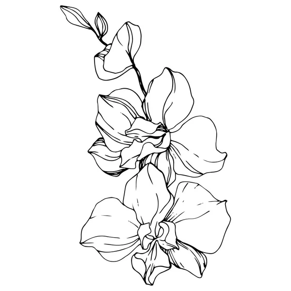 Güzel orkide çiçekler. Siyah ve beyaz mürekkep sanat kazınmış. İzole orkide illüstrasyon öğe beyaz arka plan üzerinde.